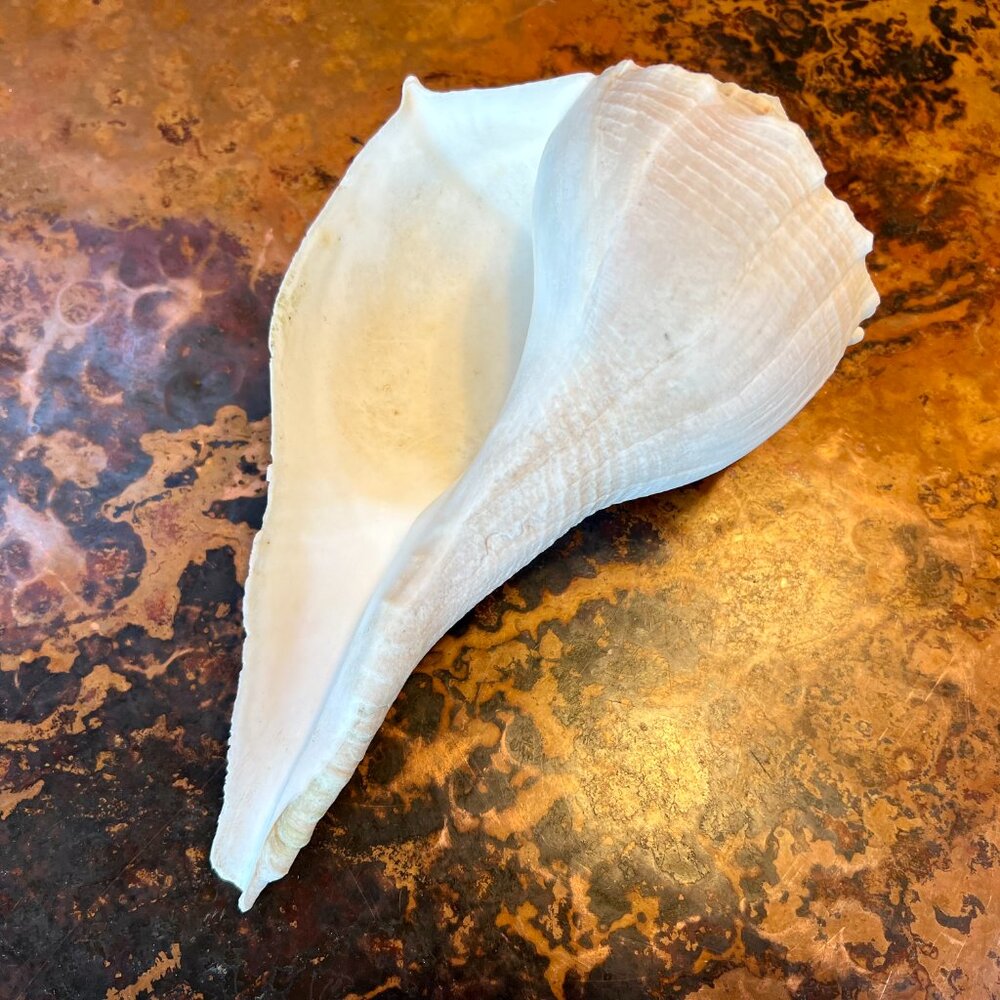 Large Natural & Beautiful Shell - Picture 7 of 8